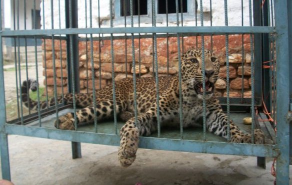 बेनीमा छोपिएको चितुवा